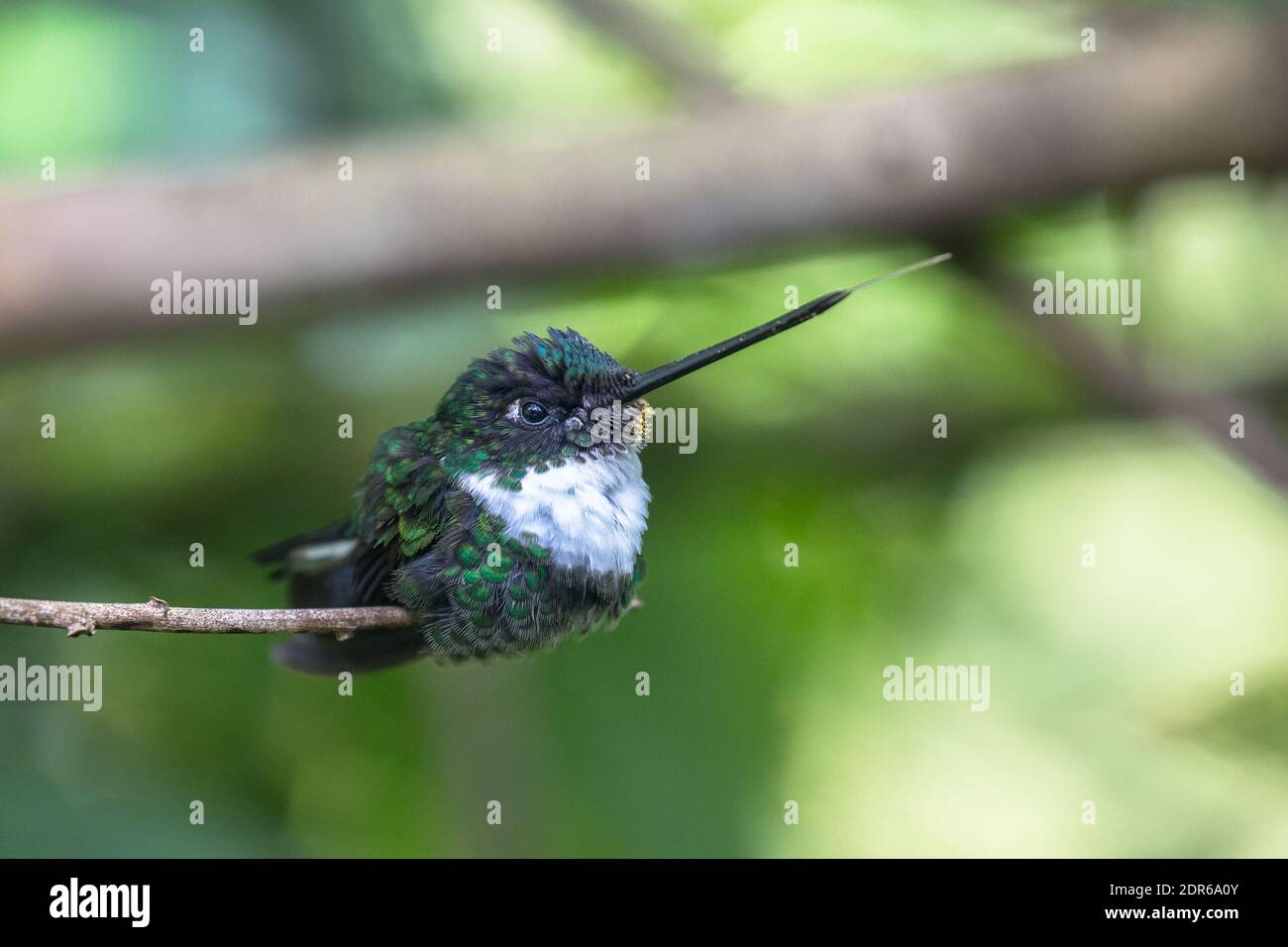 Colibri Banque D'Images