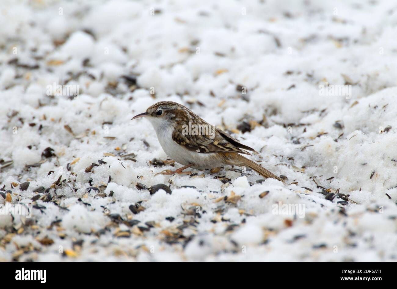 Treecreeper eurasien, Certhia familiaris, adulte unique debout sur la neige recouverte de graines, pris en février, centre de la Suède. Banque D'Images