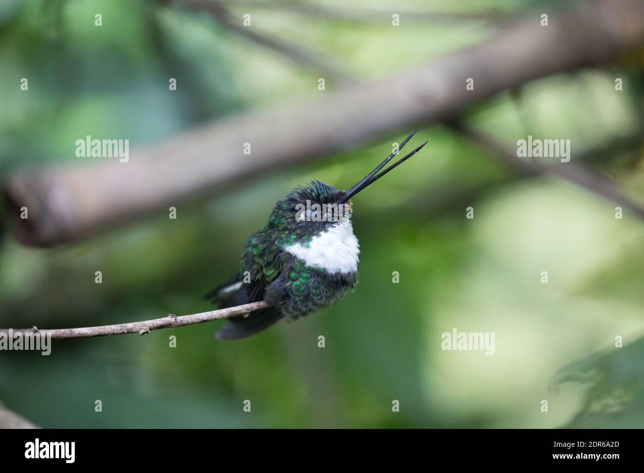 Colibri Banque D'Images