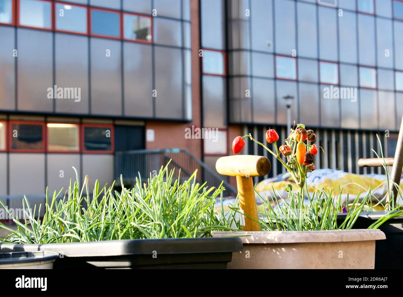 Jardinage urbain sur le toit d'un bateau à rames sur le canal Regent's, Londres. Des légumes et des fleurs sont cultivés pour améliorer la santé mentale. Banque D'Images