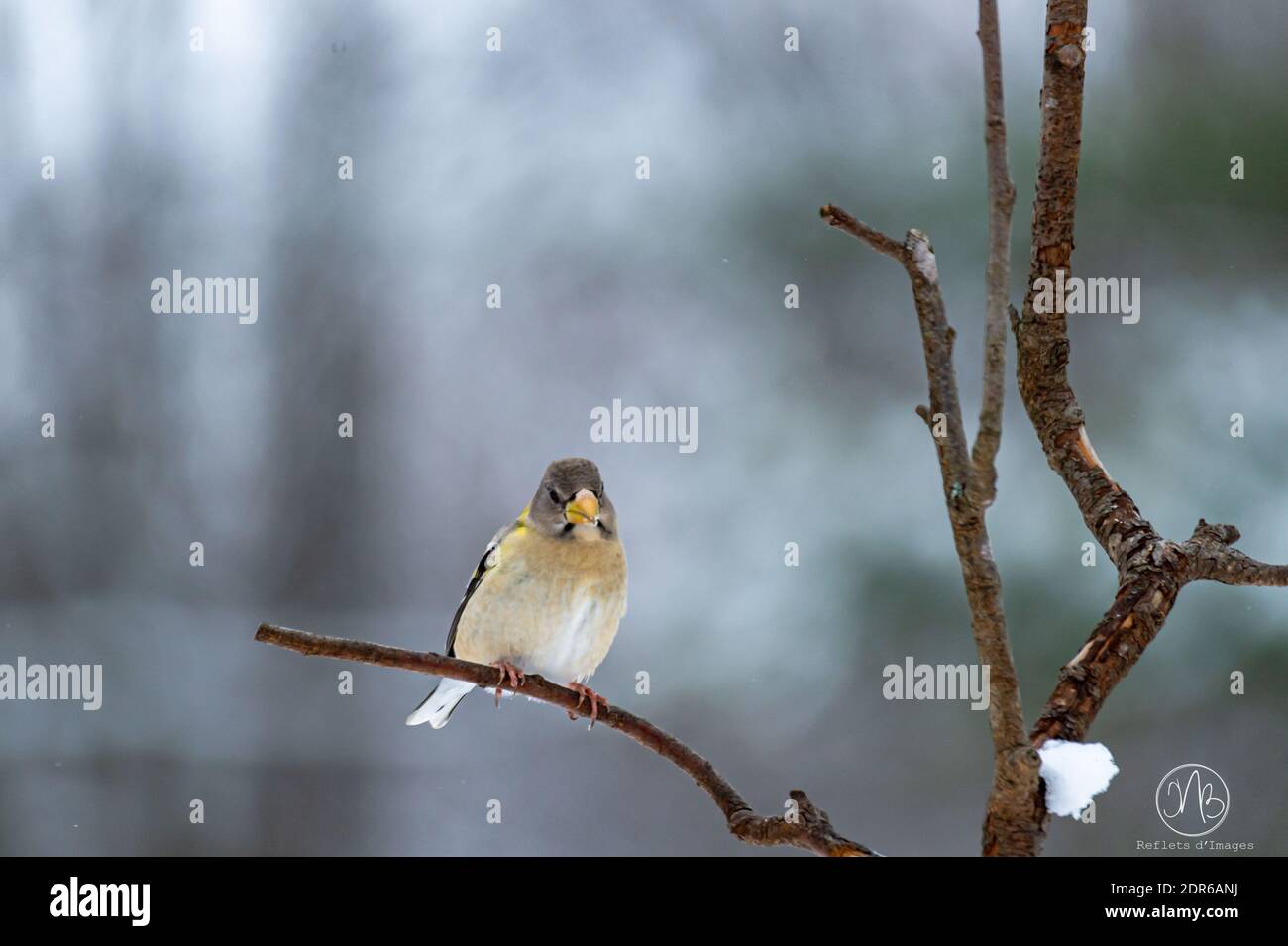 Soir Grosbeak dans mon arrière-cour Banque D'Images