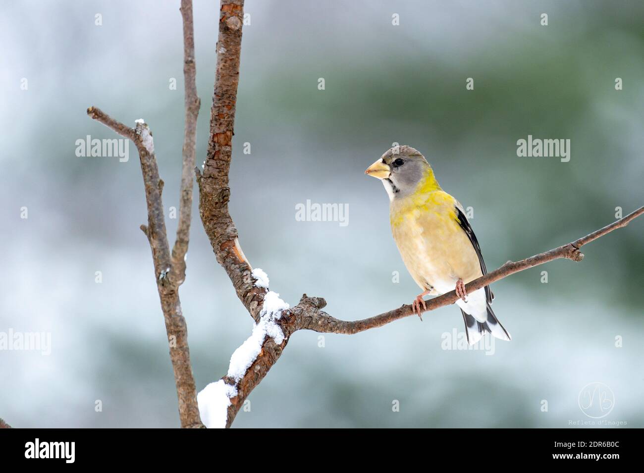 Soir Grosbeak dans mon arrière-cour Banque D'Images