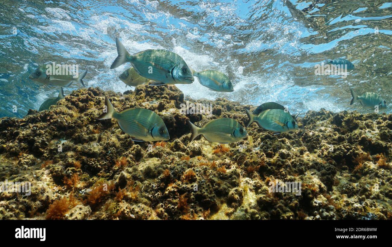 Poissons dans la mer, plusieurs seabrees de sargo (Diplodus sargus) sous l'eau dans la Méditerranée, Occitanie, France Banque D'Images