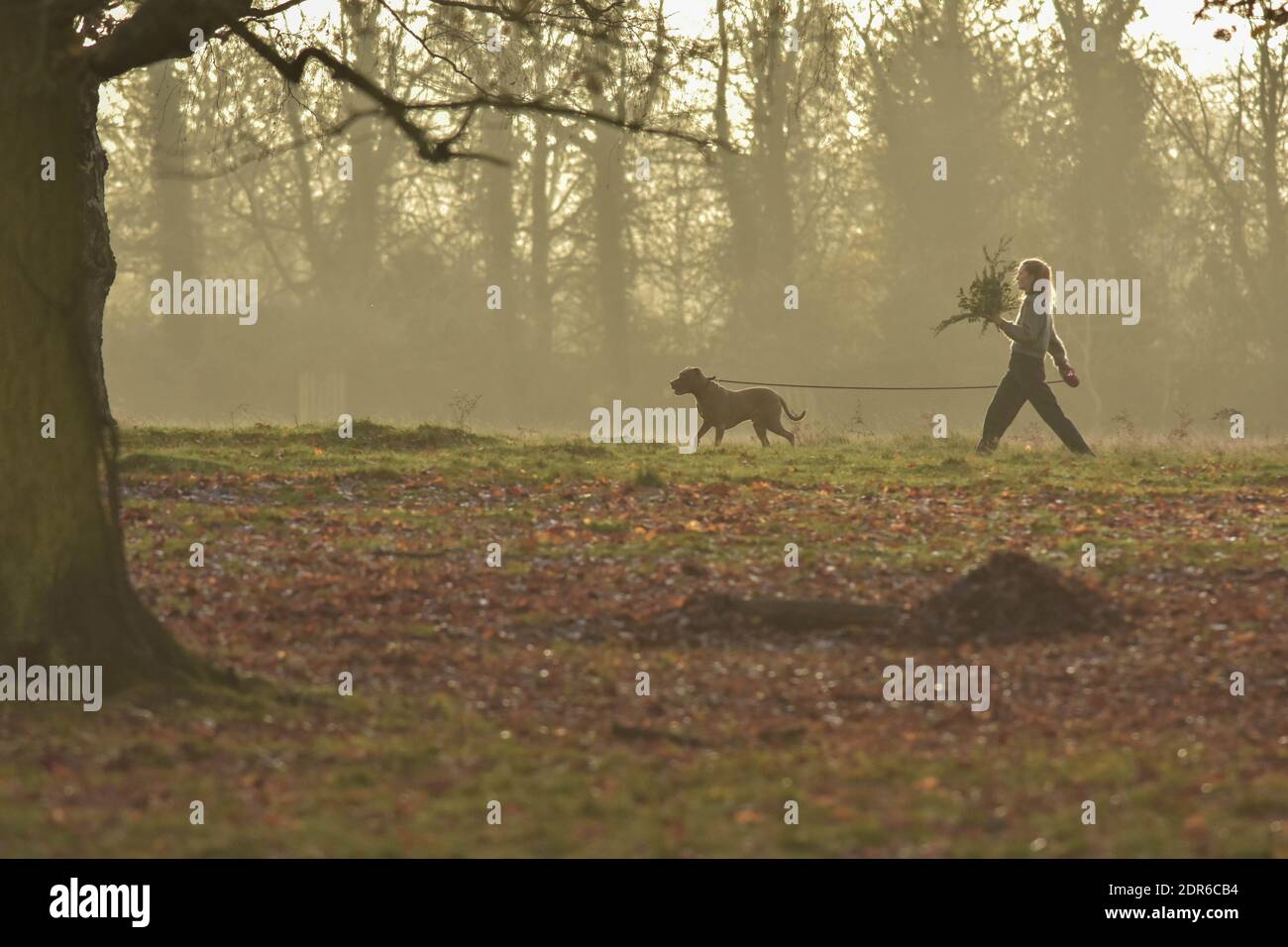 Jeune femme marchant son chien à Bushy Park Londres Banque D'Images