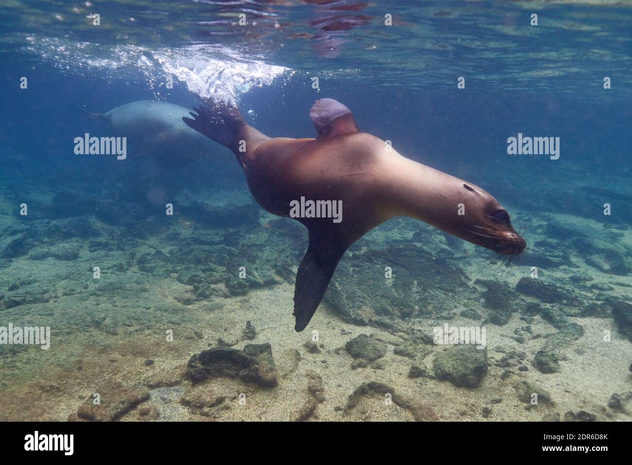Nage avec le lion de mer de Galapagos (Zalophus wollebaeki), Océan Pacifique Banque D'Images