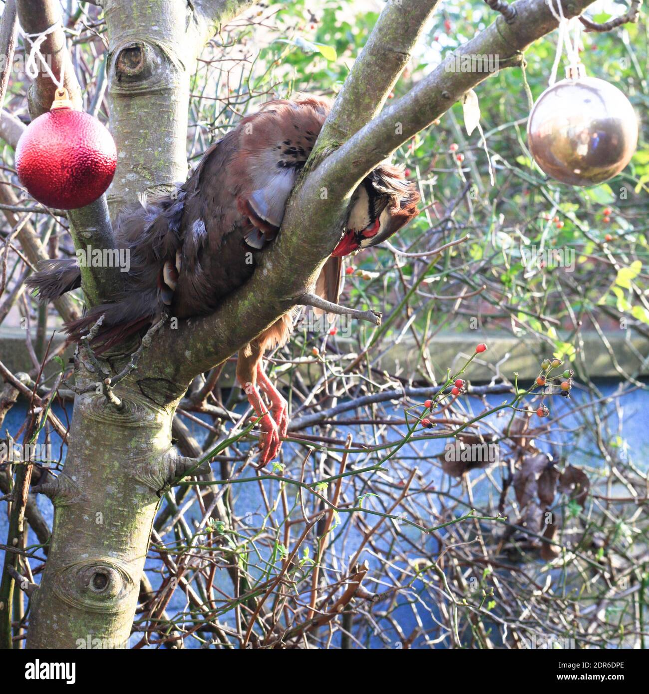 Partridge en plumes prêt à piller Banque D'Images