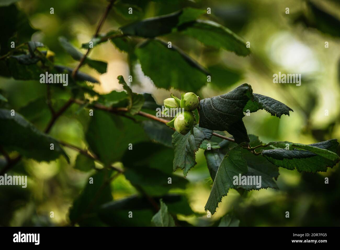 Le noisette - le fruit du ciel, croissant sur un arbre en forêt irlandaise Banque D'Images