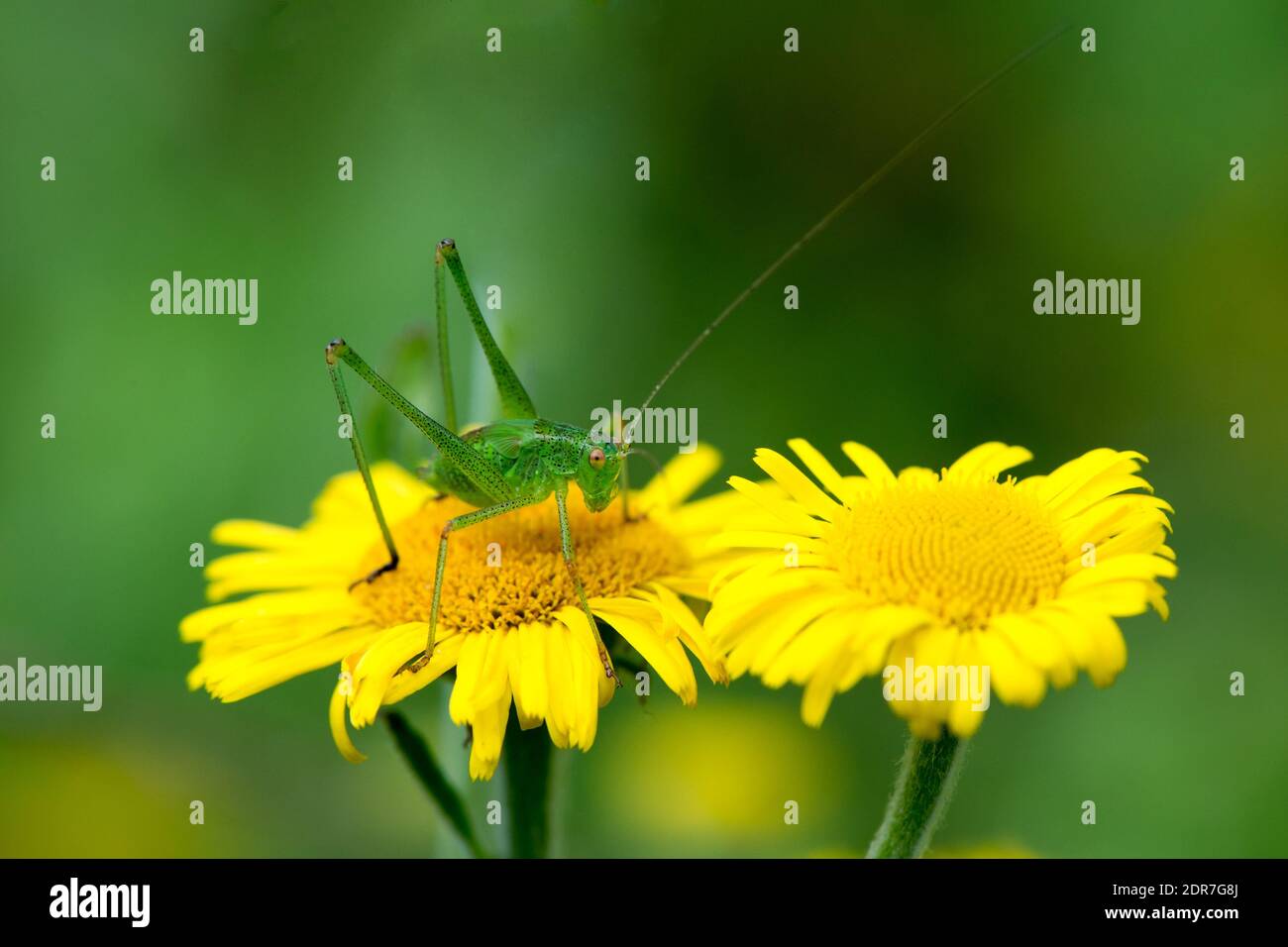 sauterelle sur des marguerites jaunes et un fond vert Banque D'Images
