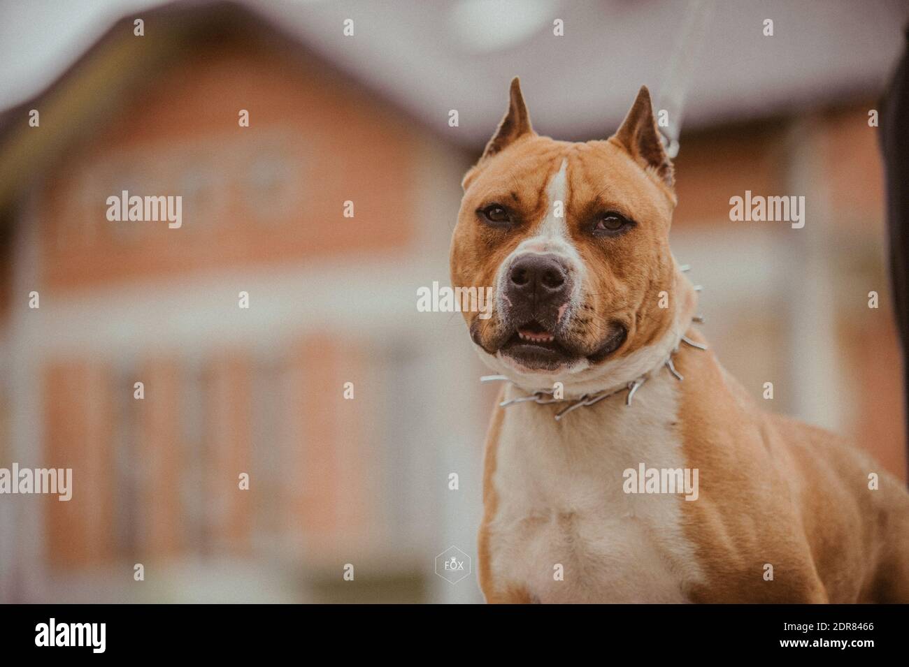 Un charmant Staffordshire Terrier sur un arrière-plan flou en plein air Banque D'Images