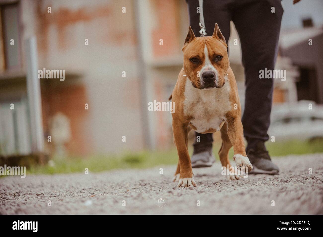 Un charmant Staffordshire Terrier sur un arrière-plan flou en plein air Banque D'Images
