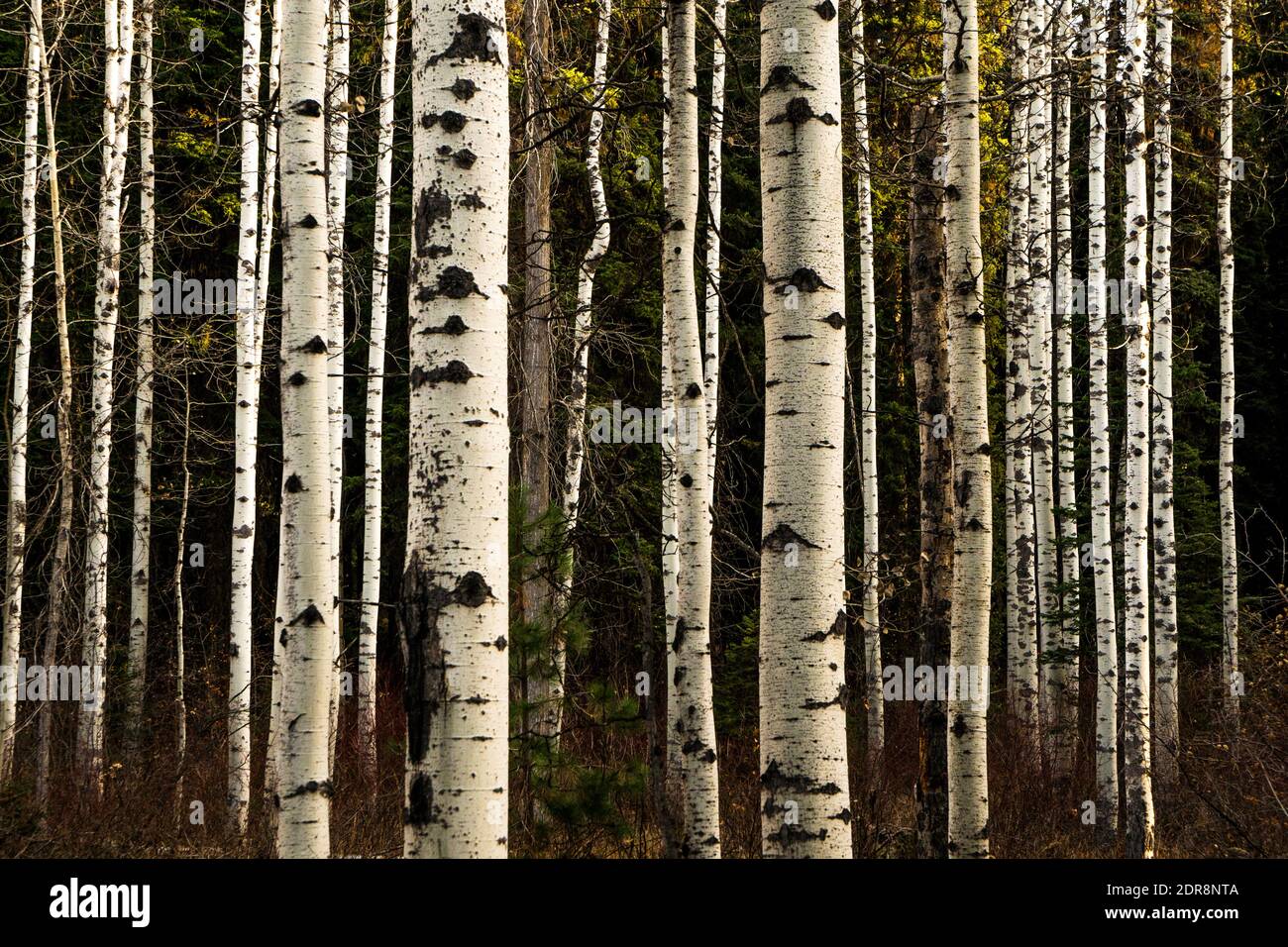 Couleurs d'automne dans Aspen grove au parc national de Ponderosa, dans l'Idaho Banque D'Images
