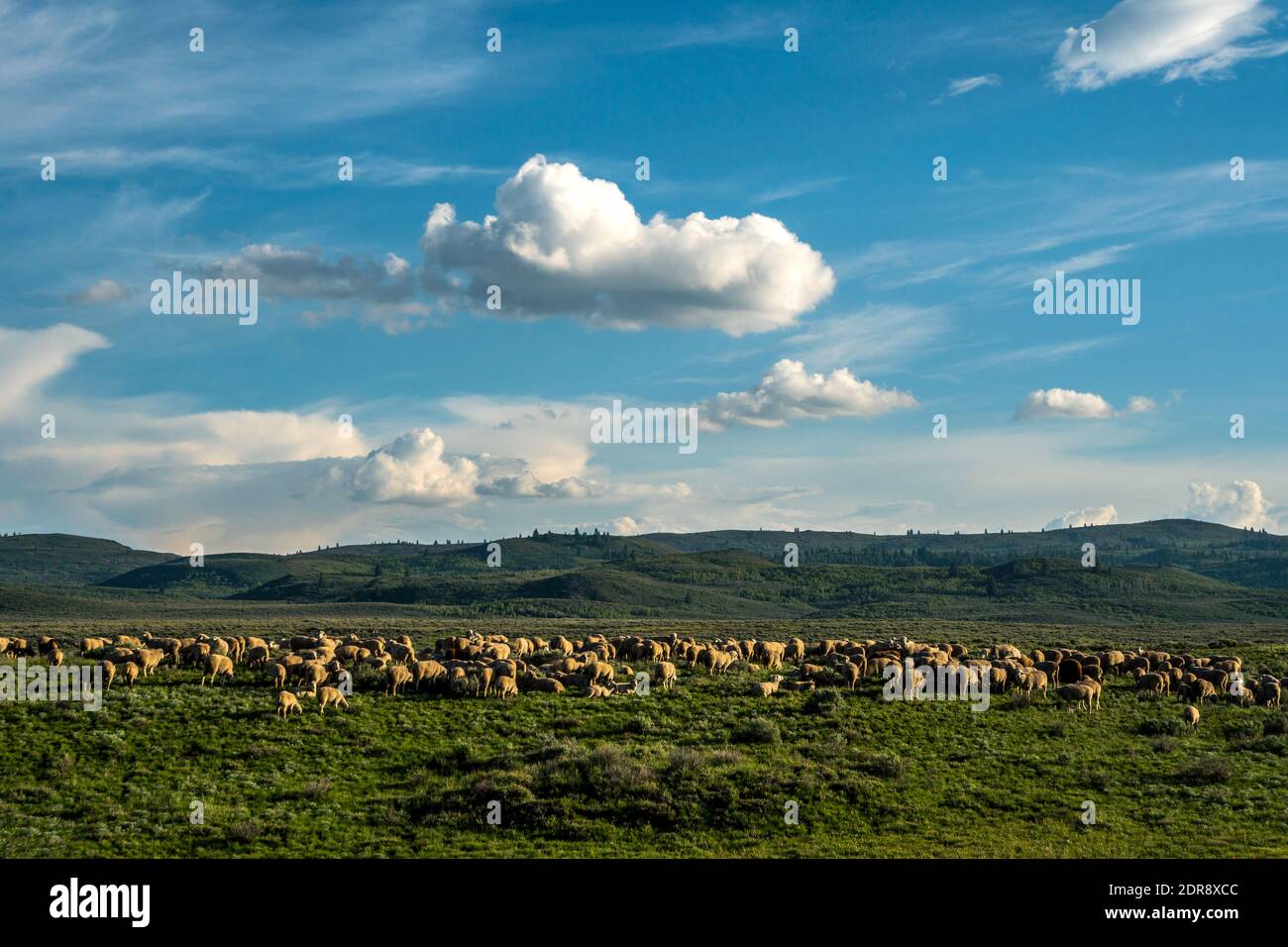 Pâturage des moutons dans les contreforts de Bennett Mountain, au sud de Hill City, Idaho. Banque D'Images