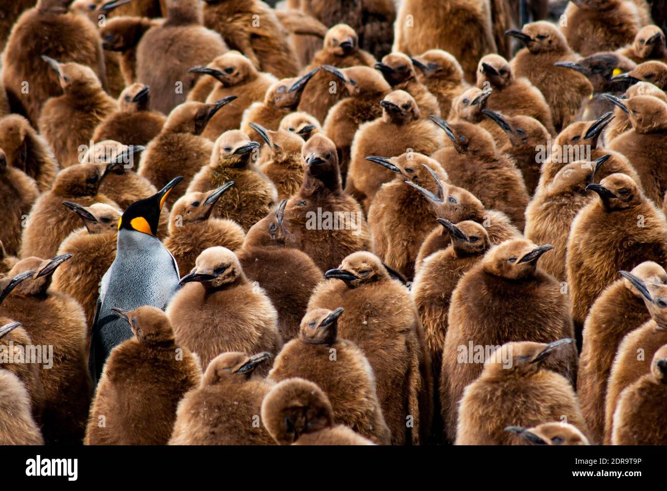 Colonie de pingouins du roi, Aptenodytes patagonicus, à Gold Harbour, île de Géorgie du Sud Banque D'Images