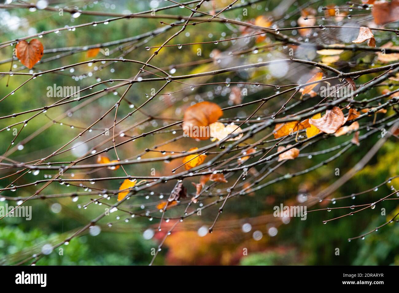la pluie tombe sur les branches le jour de l'automne Banque D'Images
