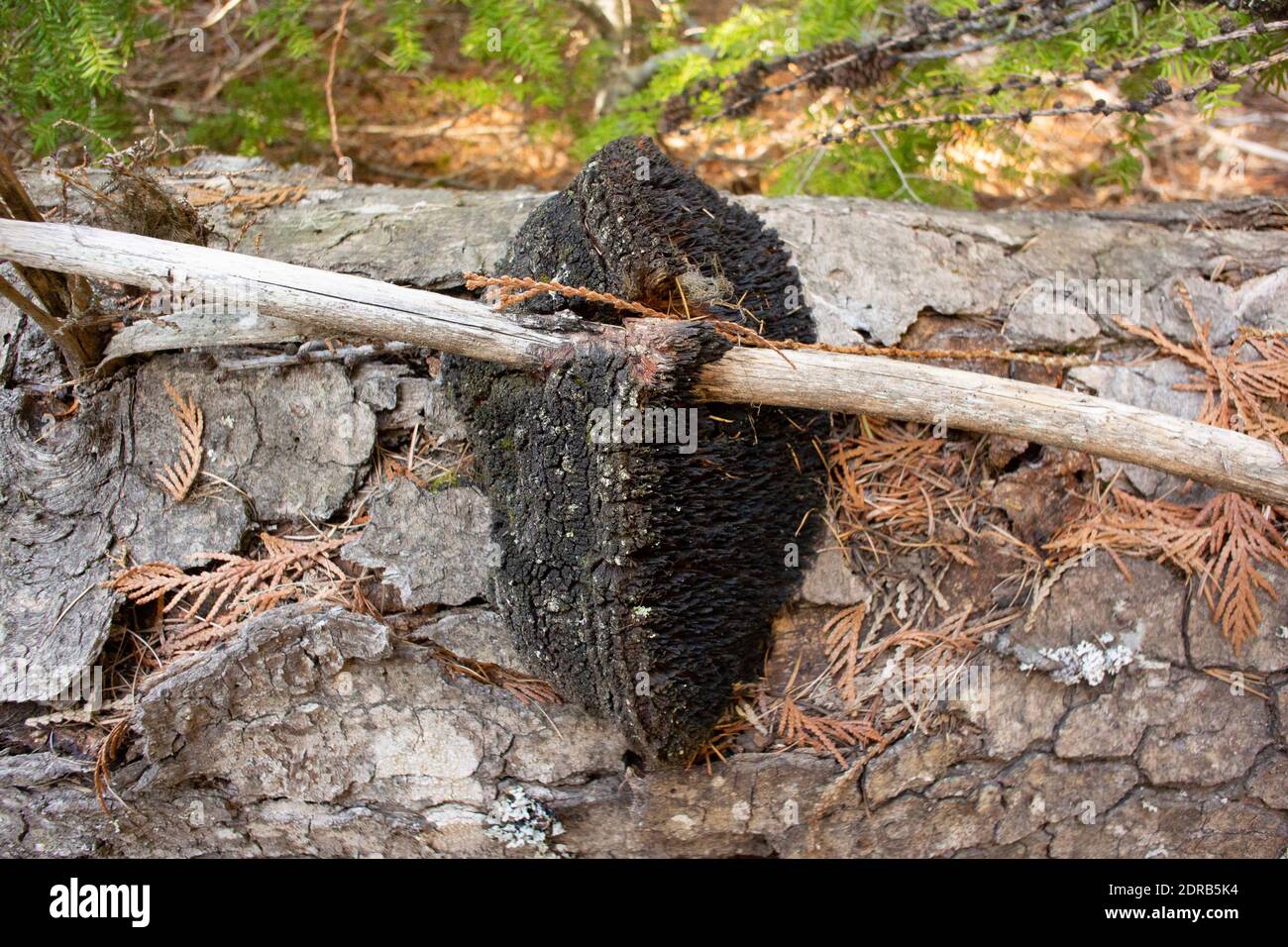 Echinodontium tinctorium, un champignon de peinture indien, qui pousse sur un grand sapin tombé, Abies grandis, le long du lac Alvord, à l'est de Troy, au Montana. Ce champignon h Banque D'Images