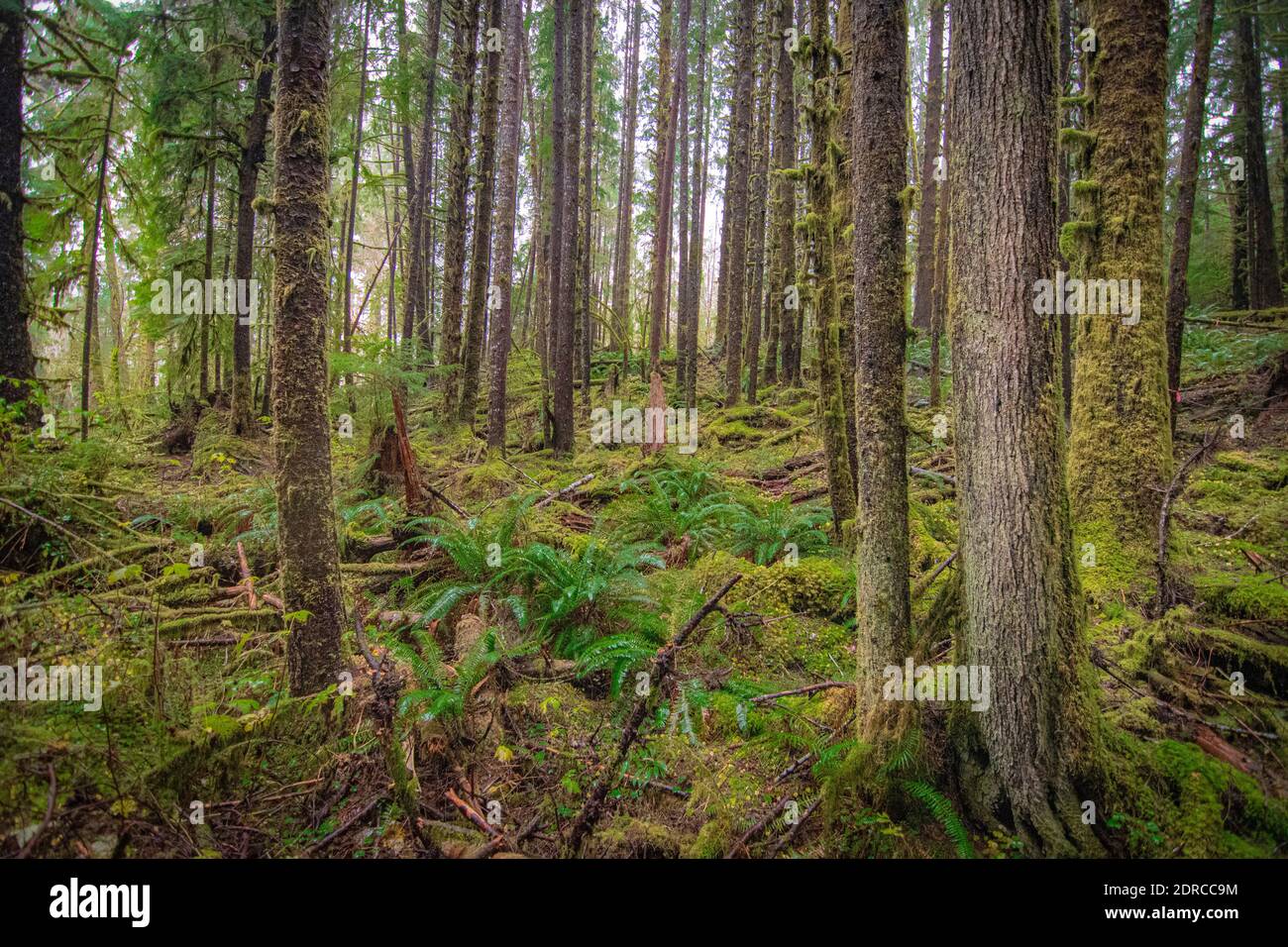 HOH Rain Forest Olympic National Park Forks, État de Washington, États-Unis Banque D'Images