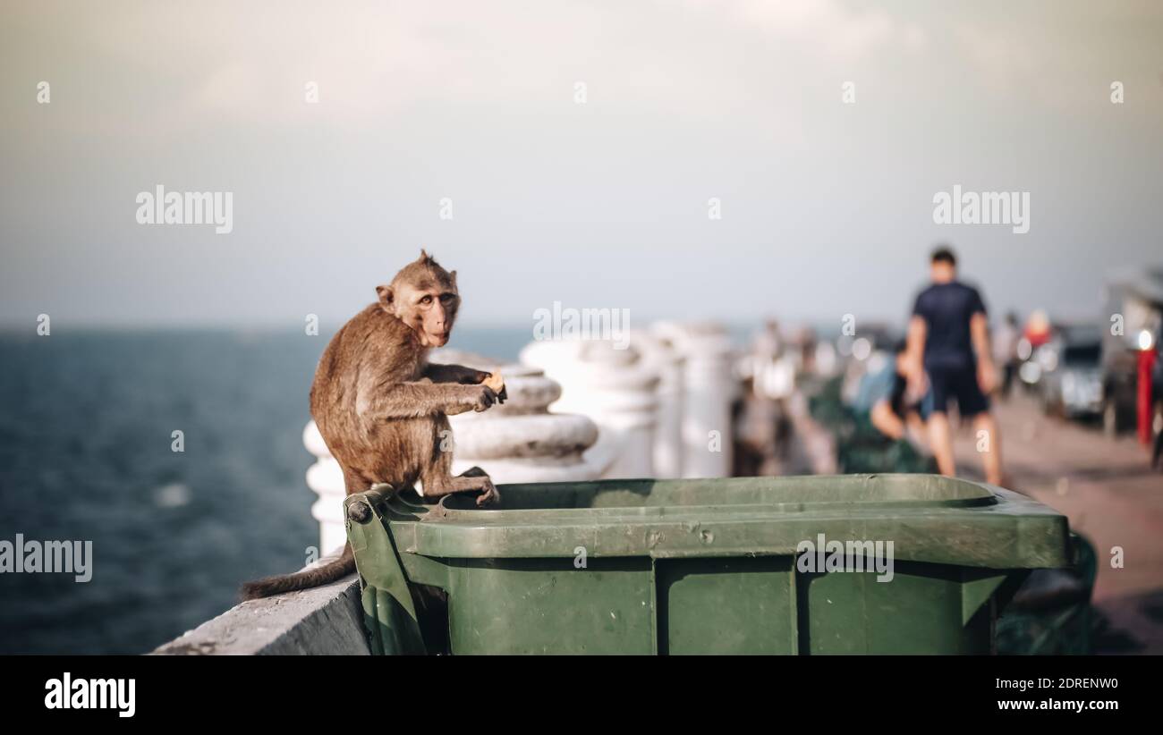 Portrait de singe assis sur un poubelle à la plage Photo Stock - Alamy