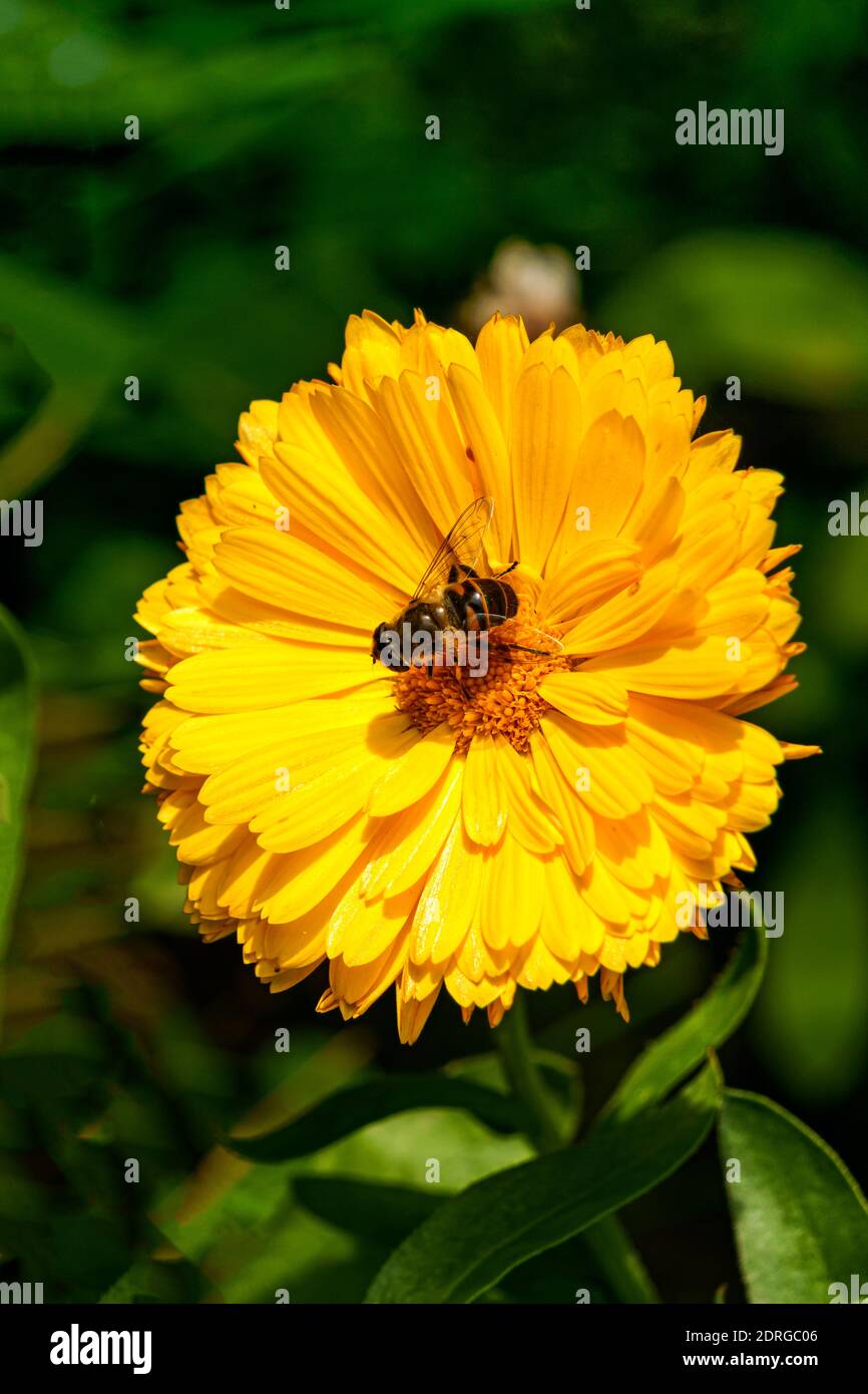 Une fleur de calendula jaune vif avec une abeille collectrice de nectar. Banque D'Images