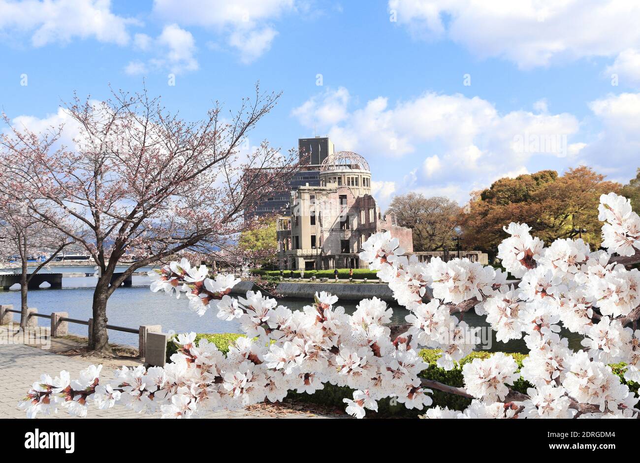 Saison des cerisiers en fleurs au Japon. Arbres de sakura en fleurs près du Dôme de la bombe atomique (Genbaku Dome Mae), Hiroshima Peace Memorial, Japon. Ruines d'un buil Banque D'Images