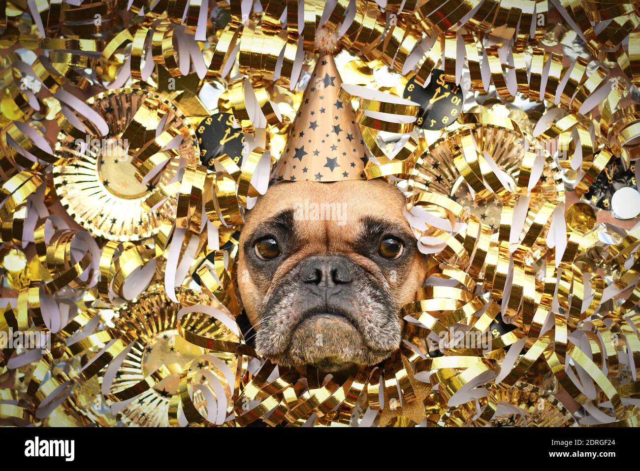 Chien Bulldog français avec chapeau de fête New Yeare qui colle la tête entre des banderoles en papier doré brillant, des assiettes et des horloges en papier Banque D'Images Chien Bulldog français avec chapeau de fête New Yeare qui colle la tête entre des banderoles en papier doré brillant, des assiettes et des horloges en papier Banque D'Images