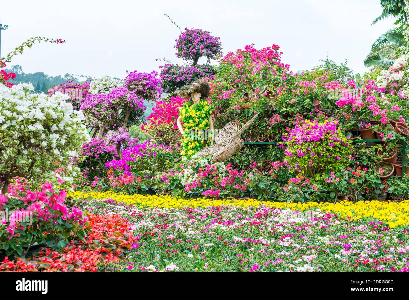 Festival de fleurs de bougainvilliers bonsai à Shenzhen, en Chine. Bougainvillea également connu sous le nom de grand bougainvillea, une espèce de plante à fleurs. C'est le cas Banque D'Images