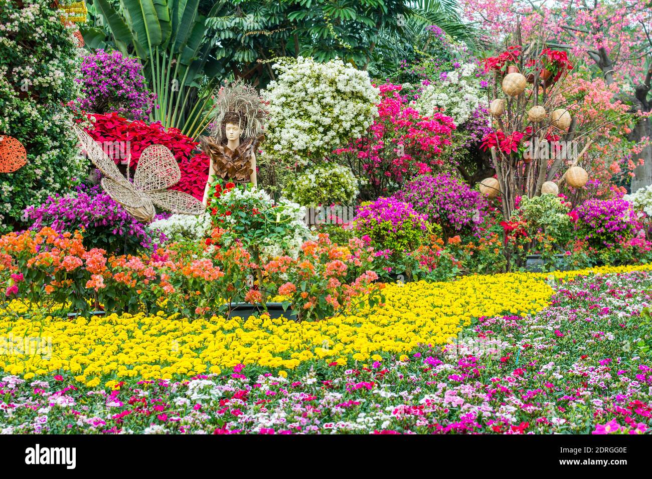 Festival de fleurs de bougainvilliers bonsai à Shenzhen, en Chine. Bougainvillea également connu sous le nom de grand bougainvillea, une espèce de plante à fleurs. C'est le cas Banque D'Images