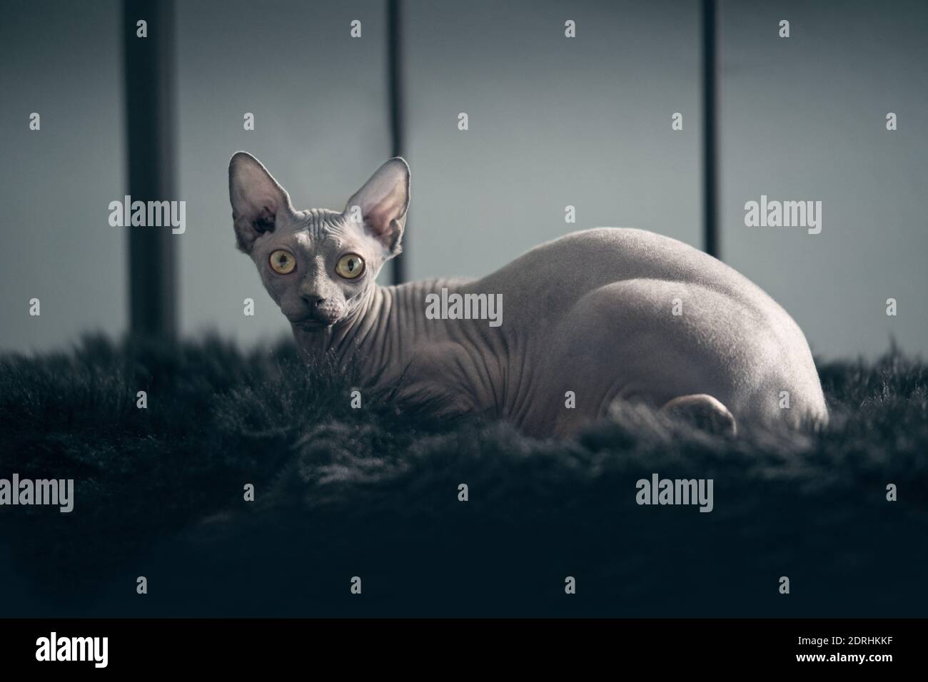 Sphynx On Black Banque D Image Et Photos Alamy