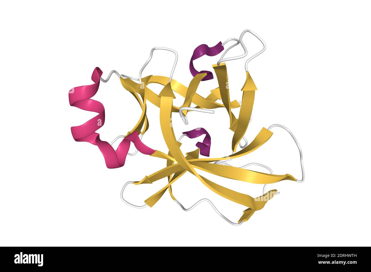 Structure de l'interleukine-18 humaine, modèle de dessin animé 3D isolé avec des éléments de structure secondaire de couleur différente, fond blanc Banque D'Images