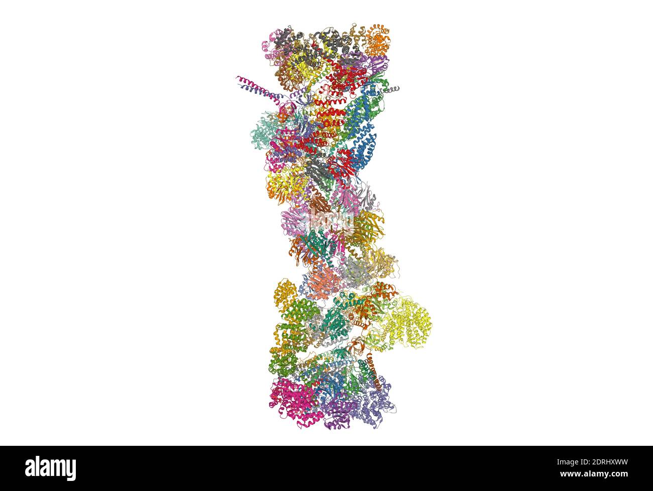 Structure du protéasome 26S, modèle de dessin animé 3D isolé, fond blanc Banque D'Images