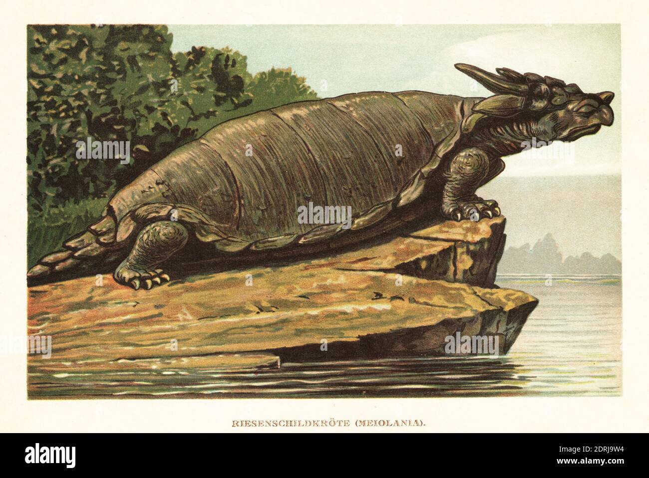 Espèce de Meiolania, espèce éteinte de tortue-tige du Miocène moyen au Pléistocène tardif/Holocène. Riesenschildkrote, Meiolania. Illustration imprimée en couleur par F. John de Wilhelm Bolsche Tiere der Urwelt (les animaux du monde préhistorique), Reichardt Cocoa Company, Hambourg, 1908. Banque D'Images