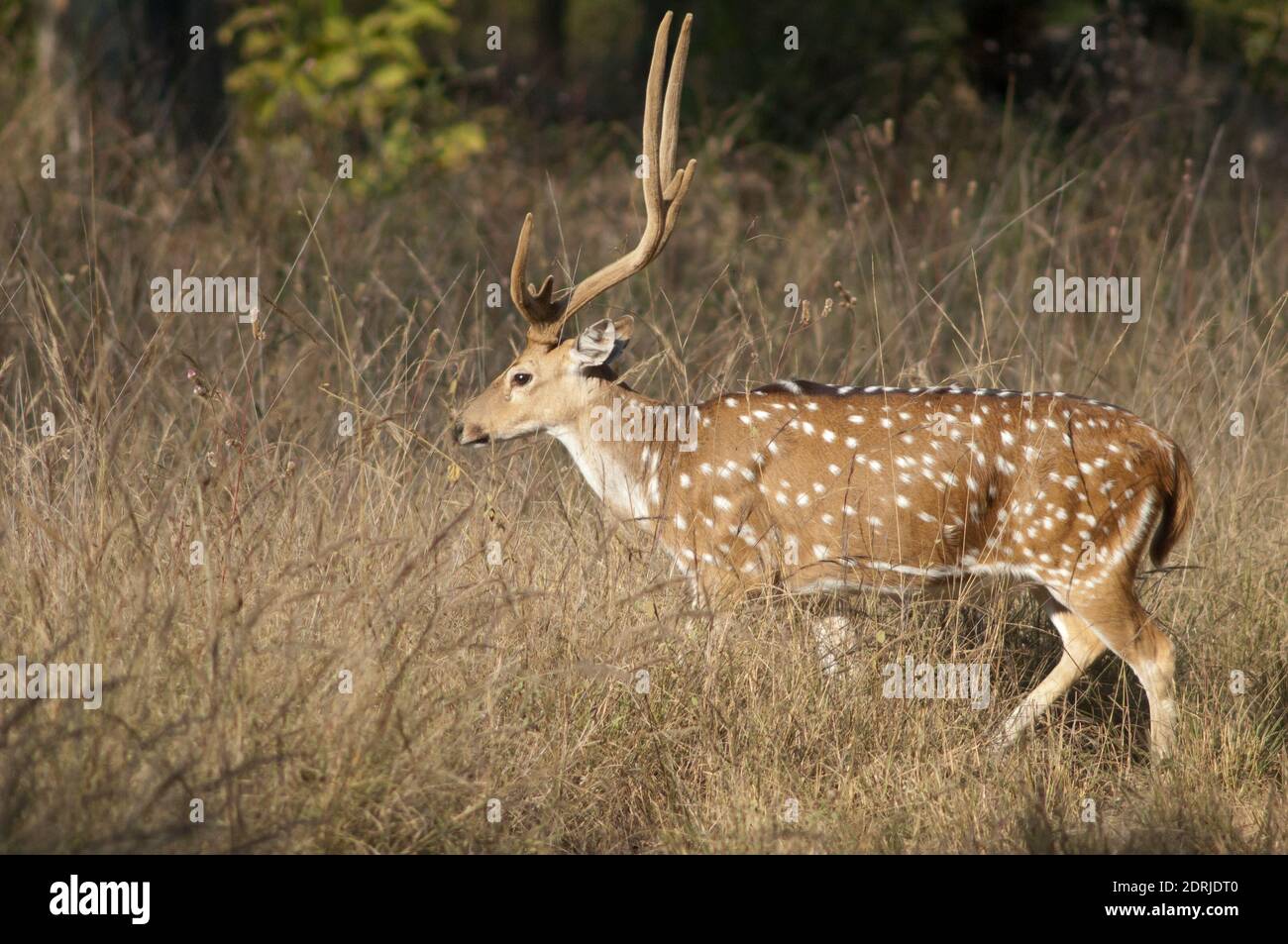Mâle de l'axe du chital. Parc national de Bandhavgarh. Madhya Pradesh. Inde. Banque D'Images