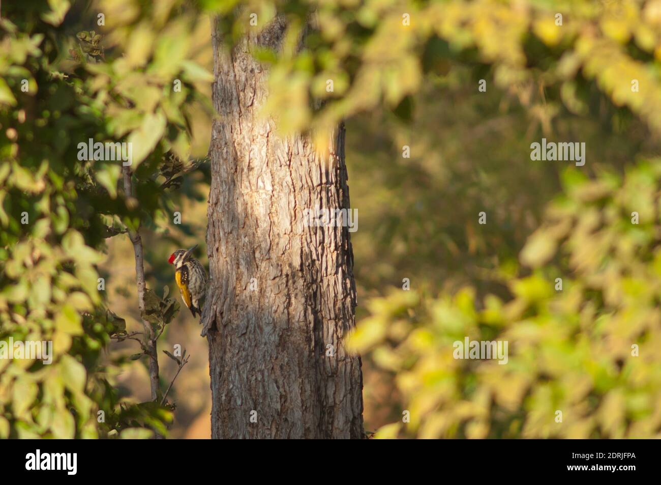 Femelle à dos flami noir Dinopium benghalense. Parc national de Bandhavgarh. Madhya Pradesh. Inde. Banque D'Images