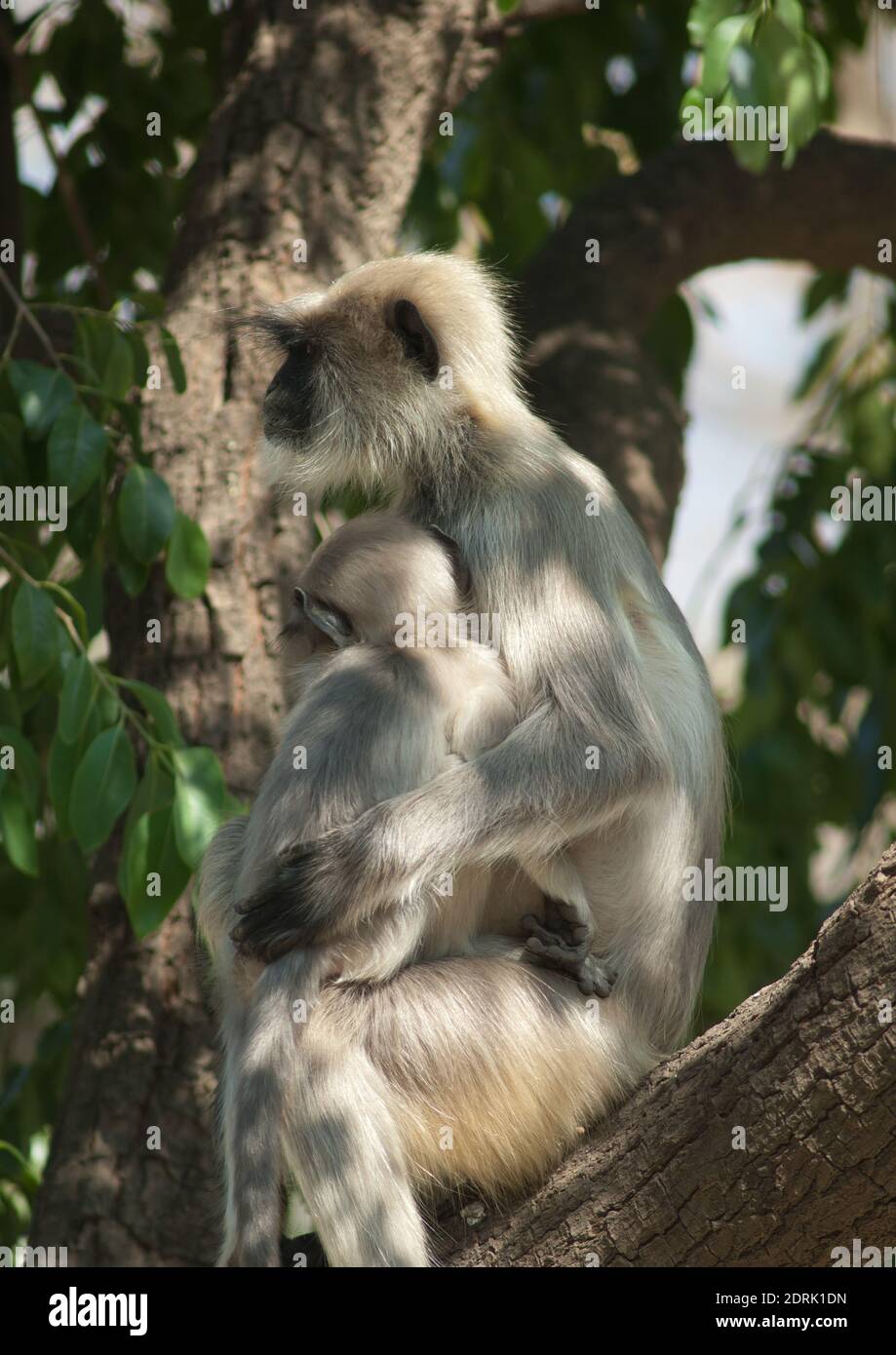 Langures grises des plaines du sud Semnopithecus dussumieri. Femme et son cub. Sasan. Sanctuaire GIR. Gujarat. Inde. Banque D'Images