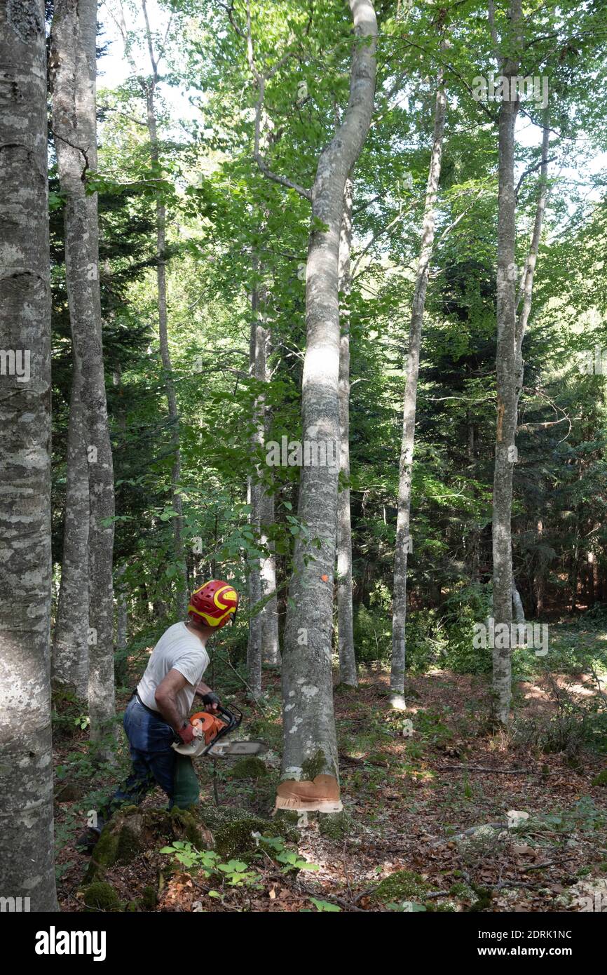 Société Barraquand à Saint-Jean-en-Royans, spécialisée dans l'exploitation forestière, le commerce de tous types de bois et de bois de chauffage. Bûcheron coupant un arbre avec une tronçonneuse Banque D'Images