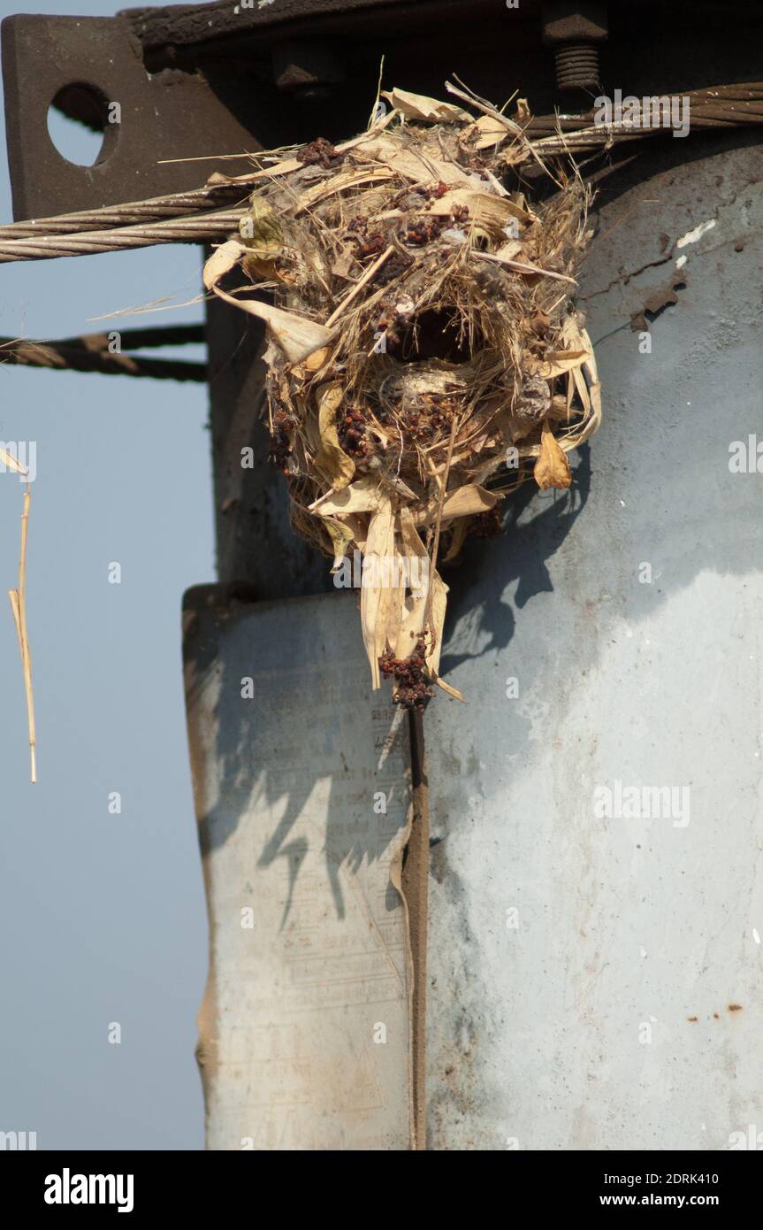 Nid de sunbird pourpre Cinnyris asiaticus sur un câble d'électricité. Sasan. Sanctuaire GIR. Gujarat. Inde. Banque D'Images