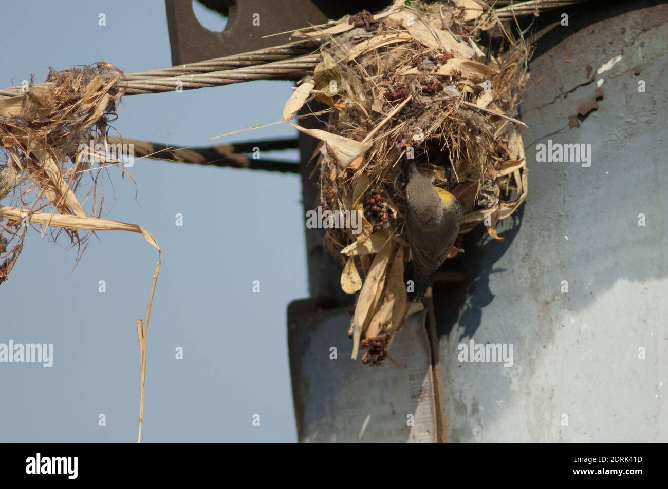 Femelle violet sunbird Cinnyris asioticus construire son nid sur un câble d'électricité. Sasan. Sanctuaire GIR. Gujarat. Inde. Banque D'Images