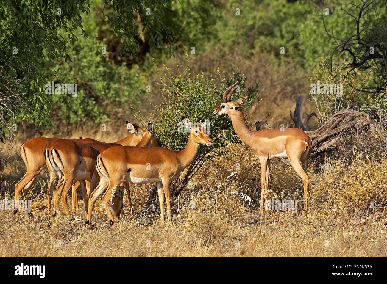 Les Impalas Les Aepyceros Melampus Et Les Gerenuk Ou La Gazelle De 