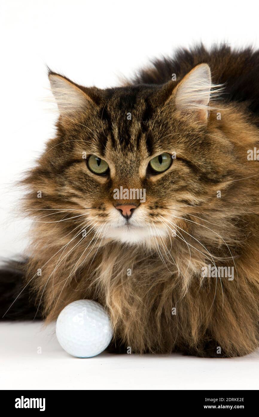 Angora Domestic Cat, Mâle Avec Ballon De Golf Contre Fond Blanc Banque D'Images