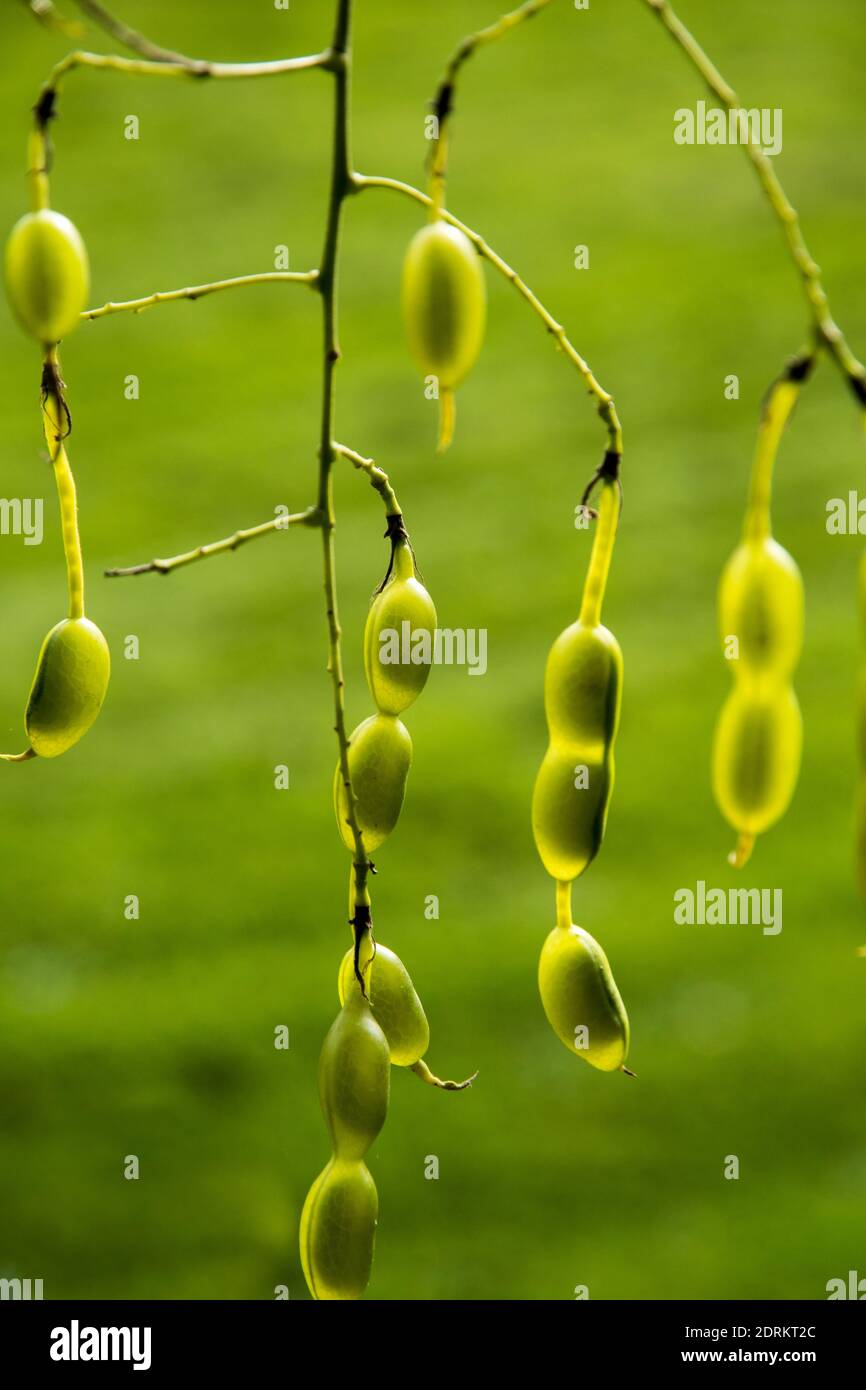 Styphnolobium japonicum Banque D'Images