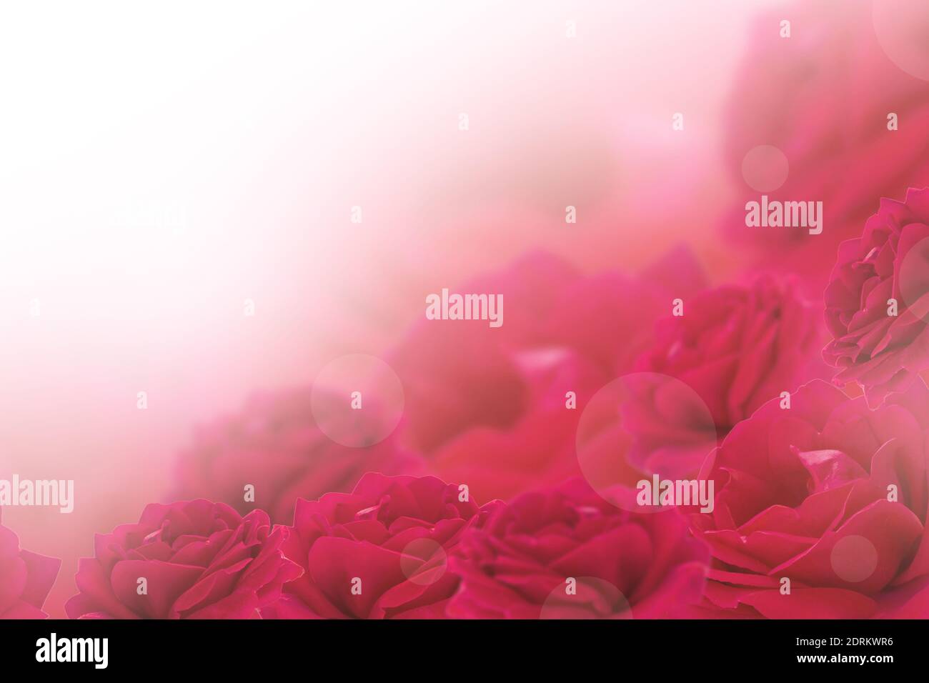 Carte De Vœux A Fleurs Rouges Fleurs Roses Pastel Et Douce Concept De Fete Des Meres De Saint Valentin De Fete D Anniversaire Carte Postale Copier Photo Stock Alamy
