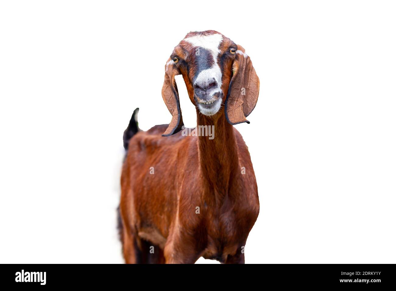 Tête de chèvre coupe isolée portrait brun Banque D'Images
