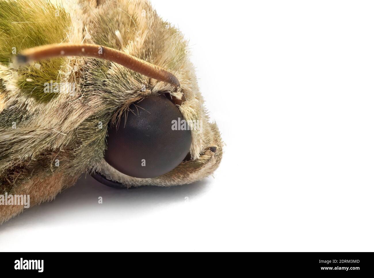 Macro photographie du chef de l'Oleander Hawk-Moth ou du vert de l'Armée Moth isolé sur fond blanc Banque D'Images