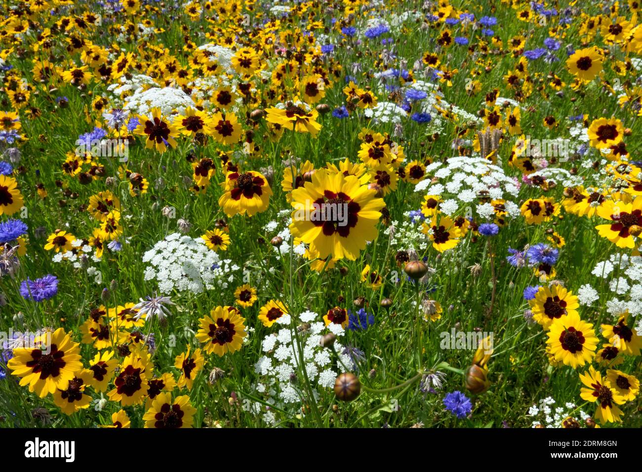Fleur sauvage colorée prairie fleurs mixtes jaune Blanc fleurs sauvages champ Plains Coreopsis tinctoria plantes de carottes sauvages nature Jully floraison Banque D'Images