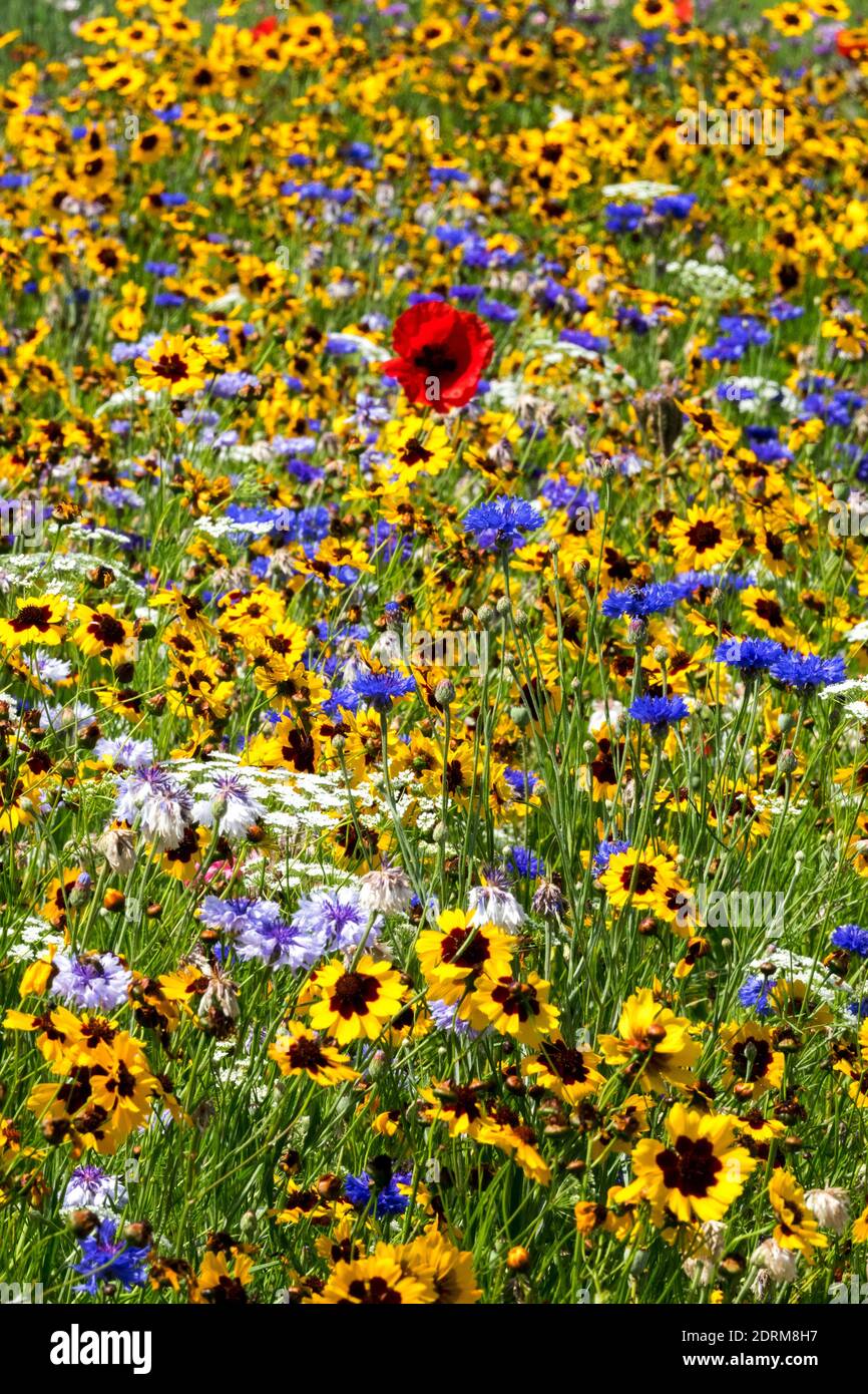 Coquelicot rouge en été fleurs coloré fleur prairie Coreopsis Banque D'Images