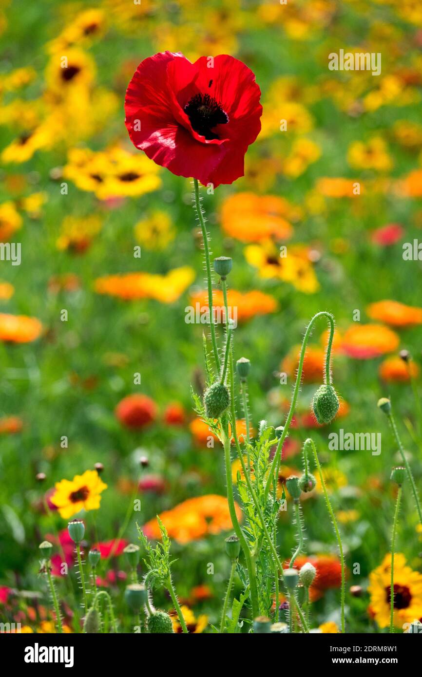 Rhoeas de papaver uniques dans un pré de fleurs picturales Banque D'Images