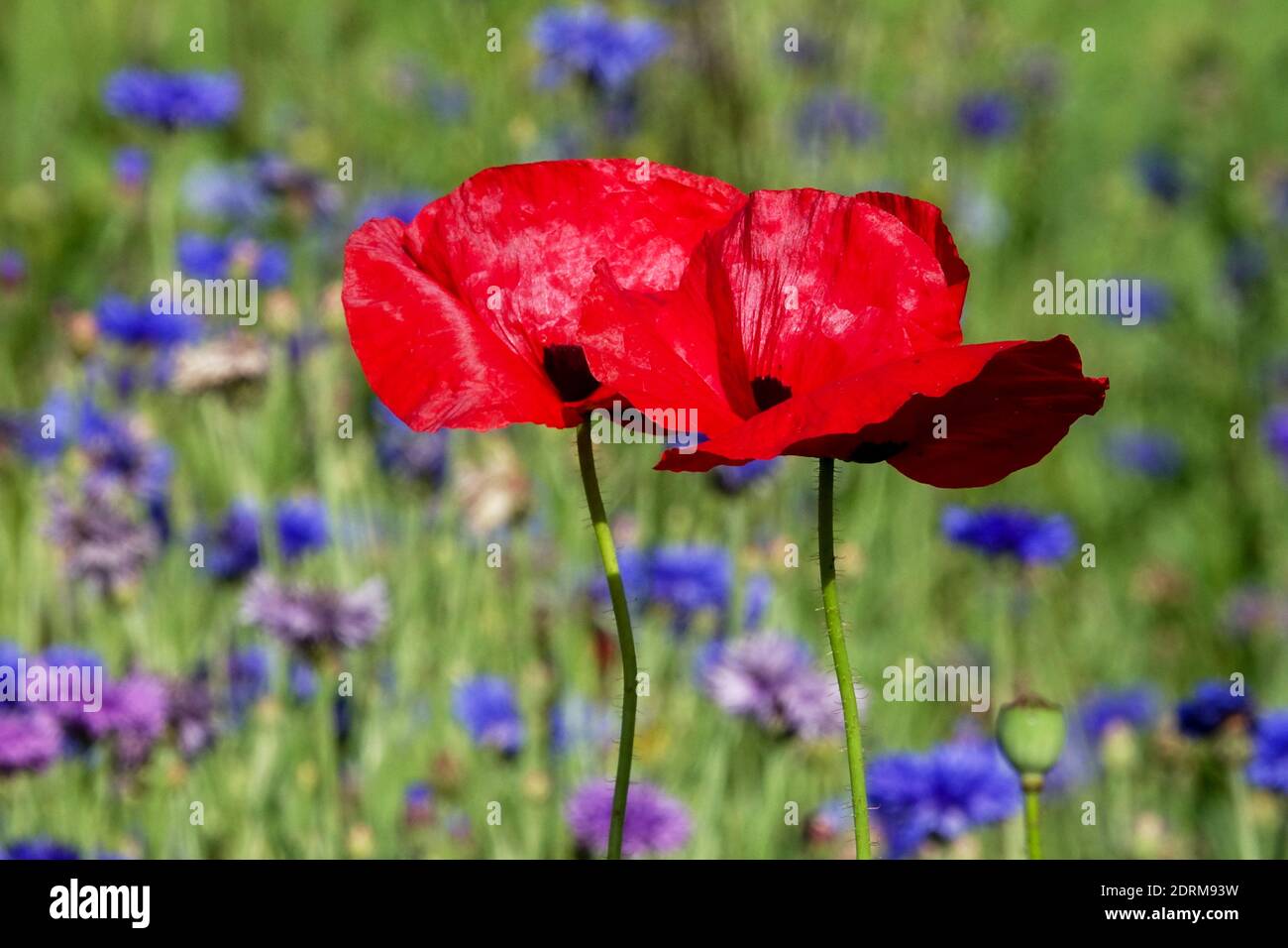 Deux maïs pavot Papaver rhoeas dans Summer Flower Meadow Flower Coquelicots June Field Poppy Red Poppy Papaver Flowers Plant nature plants annuals Banque D'Images