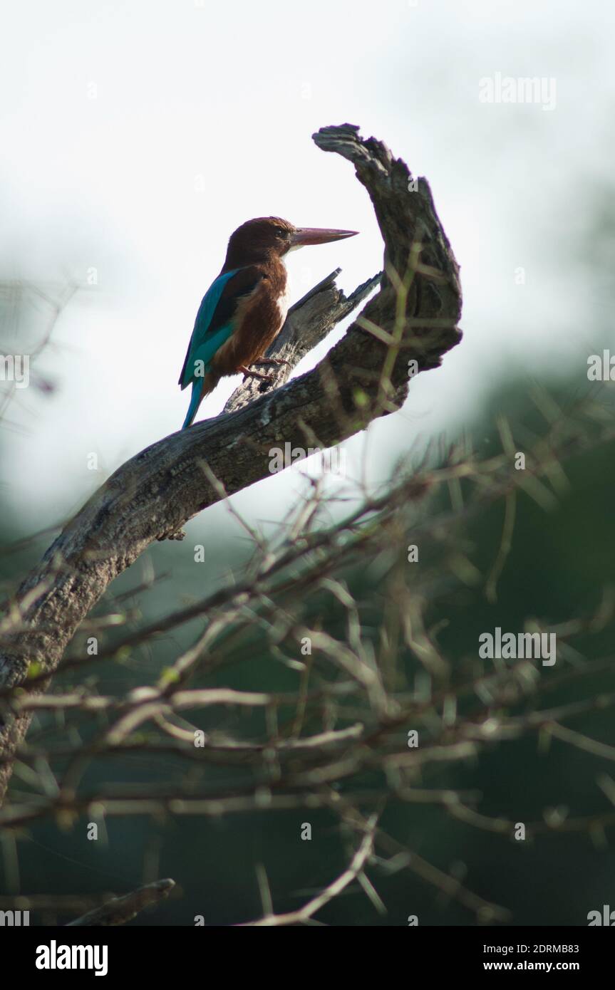 kingfisher à gorge blanche Halcyon smyrnensis. Parc national de Keoladeo Ghana. Rajasthan. Inde. Banque D'Images