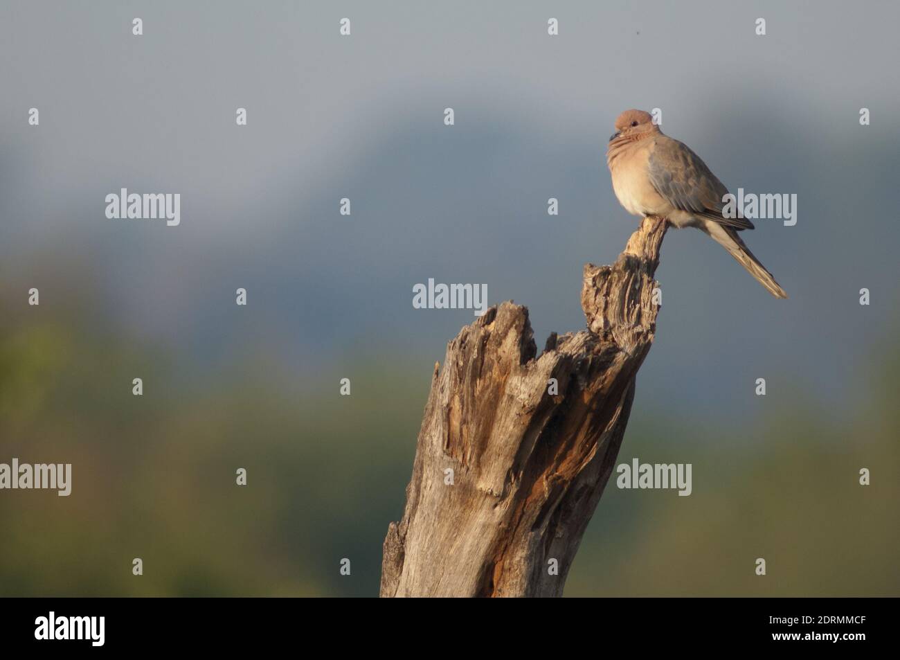 Streptopelia senegalensis, une colombe en riant, repose sur un tronc sec. Parc national de Keoladeo Ghana. Bharatpur. Rajasthan. Inde. Banque D'Images