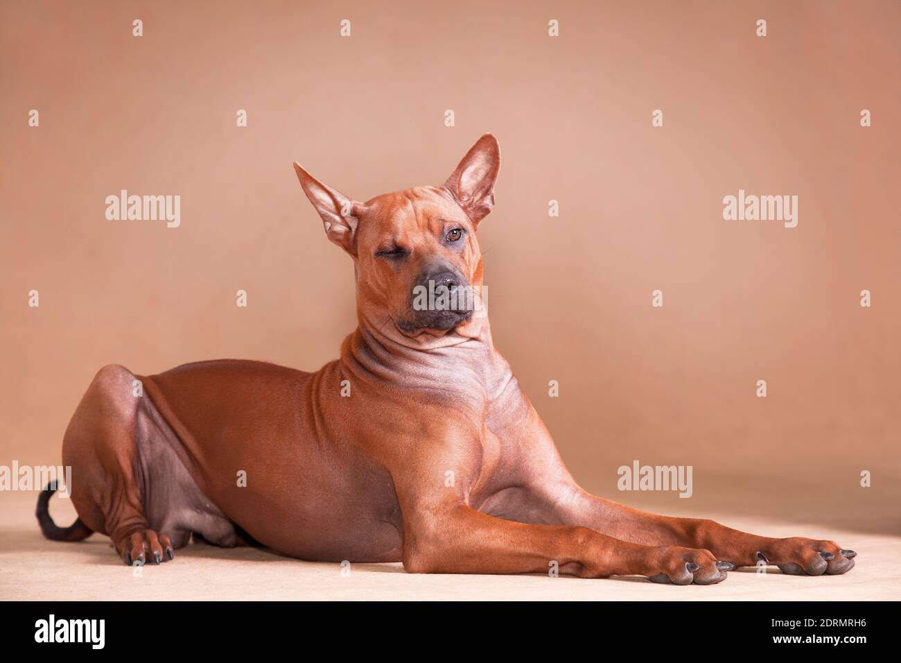 Thai Ridgeback est une race nationale de Thaïlande. Et peut-être est-il l'une des plus anciennes races connues de l'homme. C'est un chien de paria, une race indigène. Banque D'Images