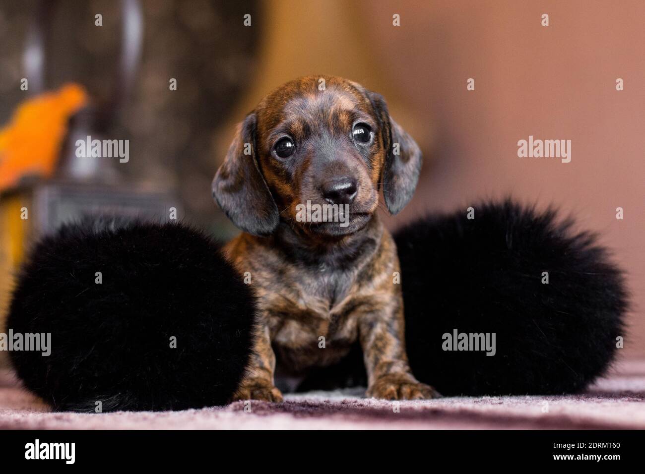 Petit dachshund tan noir bringé chiot assis confortablement couvert un col molletonné noir sur une table à l'intérieur Banque D'Images